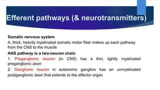 Efferent pathways (& neurotransmitters)
Somatic nervous system
A, thick, heavily myelinated somatic motor fiber makes up each pathway
from the CNS to the muscle
ANS pathway is a two-neuron chain
1. Preganglionic neuron (in CNS) has a thin, lightly myelinated
preganglionic axon
2. Ganglionic neuron in autonomic ganglion has an unmyelinated
postganglionic axon that extends to the effector organ
 