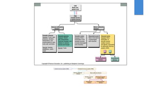 Central nervous system (CNS) Peripheral nervous system (PNS)
Motor (efferent) division
Sensory (afferent)
division
Somatic nervous
system
Autonomic nervous
system (ANS)
Sympathetic
division
Parasympathetic
division
 