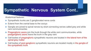 Sympathetic Nervous System Cont..
Anatomical features:
 Sympathetic trunks are 2 ganglionated nerve cords
 Extend from the cranial base to the coccyx
 Ganglia are joined to spinal nerves by short connecting nerves called grey and white
rami communicantes
 Preganglionic axons join the trunk through the white rami communicantes, while
postganglionic axons leave the trunk in the grey rami
 Cell bodies of preganglionic sympathetic neurons are located in the lateral horn of the
spinal grey matter
 Cell bodies of post ganglionic sympathetic neurons are located mostly in the ganglia of
the sympathetic trunk
 