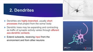 2. Dendrites
 Dendrites are highly branched, usually short
processes that project from the soma/ body
 Dendritic trees may be expanding and contracting
as traffic of synaptic activity varies through afferent
axo-dendritic contacts.
 Extend outwards, receiving input from the
environment and from other neurons
 