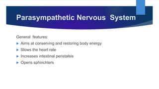 Parasympathetic Nervous System
General features:
 Aims at conserving and restoring body energy
 Slows the heart rate
 Increases intestinal peristalsis
 Opens sphinchters
 