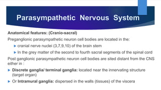 Parasympathetic Nervous System
Anatomical features: (Cranio-sacral)
Preganglionic parasympathetic neuron cell bodies are located in the:
 cranial nerve nuclei (3,7,9,10) of the brain stem
 In the grey matter of the second to fourth sacral segments of the spinal cord
Post ganglionic parasympathetic neuron cell bodies are sited distant from the CNS
either in :
 Discrete ganglia/ terminal ganglia: located near the innervating structure
(target organ)
 Or Intramural ganglia: dispersed in the walls (tissues) of the viscera
 