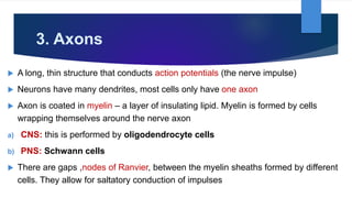 3. Axons
 A long, thin structure that conducts action potentials (the nerve impulse)
 Neurons have many dendrites, most cells only have one axon
 Axon is coated in myelin – a layer of insulating lipid. Myelin is formed by cells
wrapping themselves around the nerve axon
a) CNS: this is performed by oligodendrocyte cells
b) PNS: Schwann cells
 There are gaps ,nodes of Ranvier, between the myelin sheaths formed by different
cells. They allow for saltatory conduction of impulses
 