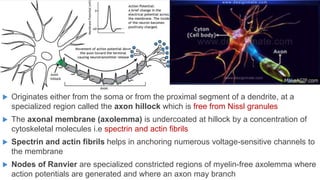  Originates either from the soma or from the proximal segment of a dendrite, at a
specialized region called the axon hillock which is free from Nissl granules
 The axonal membrane (axolemma) is undercoated at hillock by a concentration of
cytoskeletal molecules i.e spectrin and actin fibrils
 Spectrin and actin fibrils helps in anchoring numerous voltage-sensitive channels to
the membrane
 Nodes of Ranvier are specialized constricted regions of myelin-free axolemma where
action potentials are generated and where an axon may branch
 