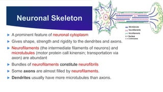 Neuronal Skeleton
 A prominent feature of neuronal cytoplasm
 Gives shape, strength and rigidity to the dendrites and axons.
 Neurofilaments (the intermediate filaments of neurons) and
microtubules (motor protein call kinensin; transportation via
axon) are abundant
 Bundles of neurofilaments constitute neurofibrils
 Some axons are almost filled by neurofilaments.
 Dendrites usually have more microtubules than axons.
 