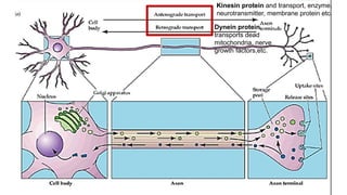 Kinesin protein and transport, enzyme,
neurotransmitter, membrane protein etc.
Dynein protein
transports dead
mitochondria, nerve
growth factors,etc.
 