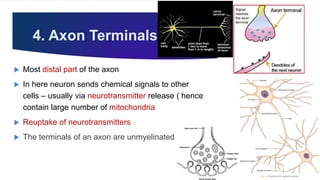 4. Axon Terminals
 Most distal part of the axon
 In here neuron sends chemical signals to other
cells – usually via neurotransmitter release ( hence
contain large number of mitochondria
 Reuptake of neurotransmitters
 The terminals of an axon are unmyelinated
Neuron
 