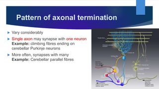 Pattern of axonal termination
 Vary considerably
 Single axon may synapse with one neuron
Example: climbing fibres ending on
cerebellar Purkinje neurons
 More often, synapses with many
Example: Cerebellar parallel fibres
 