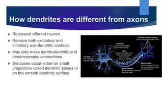 How dendrites are different from axons
 Represent afferent neuron
 Receive both excitatory and
inhibitory axo-dendritic contacts
 May also make dendrodendritic and
dendrosomatic connections
 Synapses occur either on small
projections called dendritic spines or
on the smooth dendritic surface
 