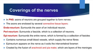 Coverings of the nerves
 In PNS: axons of neurons are grouped together to form nerves
 The axons are enclosed by several connective tissue layers:
Endo-neurium: Surrounds the axon of an individual neuron.
Peri-neurium: Surrounds a fascicle, which is a collection of neurons.
Epi-neurium: Surrounds the entire nerve, which is formed by a collection of fasicles
 Contains numerous small blood vessels, which supply the nerve fibres
 Epineurium appears on the nerve as it exits the intervertebral foramen
 Created by the fusion of arachnoid and pia mater, which are layers of the meninges
 