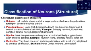 Classification of Neurons (Structural)
1. Structural classification of neurons
 Unipolar: cell body is at one end of a single un-branched axon,& no dendrites.
Example: cochlear nucleus of brain
 Pseudounipolar: axon (not distinguished) with two branches (peripheral &
central process) from the cell body. Example: Sensory neurons, Dorsol root
ganglion, Cranial nerve 5 (trigeminal ganglion)
 Bipolar: have two processes arising from a central cell body – typically one
axon and one dendrite. Example: found in retina, olfactory nerves, inner ear.
 Multipolar: They have one axon and many dendrites, with a cell body displaced
to one side of the axon. Example: Motor Cortex neurons , cerebellum
 