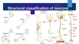Structural classification of neurons
 