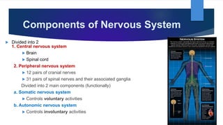 Components of Nervous System
 Divided into 2
1. Central nervous system
 Brain
 Spinal cord
2. Peripheral nervous system
 12 pairs of cranial nerves
 31 pairs of spinal nerves and their associated ganglia
Divided into 2 main components (functionally)
a. Somatic nervous system
 Controls voluntary activities
b. Autonomic nervous system
 Controls involuntary activities
 