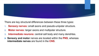 There are key structural differences between these three types:
1. Sensory nerves: small axons and pseudo-unipolar structure.
2. Motor nerves: larger axons and multipolar structure.
3. Intermediate neurons: central cell body and many dendrites.
 Sensory and motor nerves are located within the PNS, whereas
intermediate nerves are found in the CNS.
 