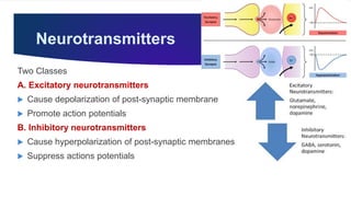 Neurotransmitters
Two Classes
A. Excitatory neurotransmitters
 Cause depolarization of post-synaptic membrane
 Promote action potentials
B. Inhibitory neurotransmitters
 Cause hyperpolarization of post-synaptic membranes
 Suppress actions potentials
 
