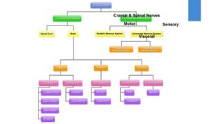 Sensory
Motor
Cranial & Spinal Nerves
Visceral
 