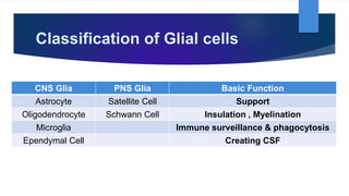 Classification of Glial cells
CNS Glia PNS Glia Basic Function
Astrocyte Satellite Cell Support
Oligodendrocyte Schwann Cell Insulation , Myelination
Microglia Immune surveillance & phagocytosis
Ependymal Cell Creating CSF
 