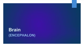 Brain
(ENCEPHALON)
 
