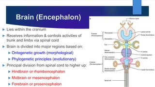 Brain (Encephalon)
 Lies within the cranium
 Receives information & controls activities of
trunk and limbs via spinal cord
 Brain is divided into major regions based on:
 Ontogenetic growth (morphological)
 Phylogenetic principles (evolutionary)
 Principal division from spinal cord to higher up:
 Hindbrain or rhombencephalon
 Midbrain or mesencephalon
 Forebrain or prosencephalon
 
