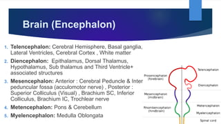 Brain (Encephalon)
1. Telencephalon: Cerebral Hemisphere, Basal ganglia,
Lateral Ventricles, Cerebral Cortex , White matter
2. Diencephalon: Epithalamus, Dorsal Thalamus,
Hypothalamus, Sub thalamus and Third Ventricle+
associated structures
3. Mesencephalon: Anterior : Cerebral Peduncle & Inter
peduncular fossa (acculomotor nerve) , Posterior :
Superior Colliculus (Visual) , Brachium SC, Inferior
Colliculus, Brachium IC, Trochlear nerve
4. Metencephalon: Pons & Cerebellum
5. Myelencephalon: Medulla Oblongata
 
