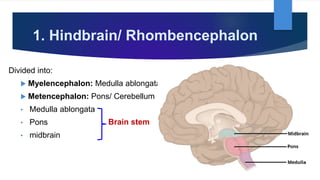 1. Hindbrain/ Rhombencephalon
Divided into:
 Myelencephalon: Medulla ablongata
 Metencephalon: Pons/ Cerebellum
• Medulla ablongata
• Pons
• midbrain
Brain stem
 