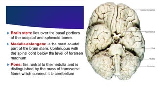  Brain stem: lies over the basal portions
of the occipital and sphenoid bones
 Medulla ablongata: is the most caudal
part of the brain stem. Continuous with
the spinal cord below the level of foramen
magnum
 Pons: lies rostral to the medulla and is
distinguished by the mass of transverse
fibers which connect it to cerebellum
 