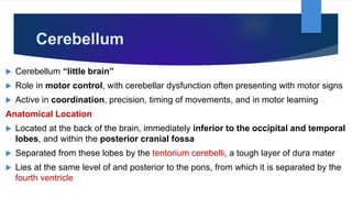 Cerebellum
 Cerebellum “little brain”
 Role in motor control, with cerebellar dysfunction often presenting with motor signs
 Active in coordination, precision, timing of movements, and in motor learning
Anatomical Location
 Located at the back of the brain, immediately inferior to the occipital and temporal
lobes, and within the posterior cranial fossa
 Separated from these lobes by the tentorium cerebelli, a tough layer of dura mater
 Lies at the same level of and posterior to the pons, from which it is separated by the
fourth ventricle
 
