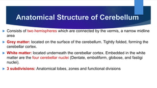 Anatomical Structure of Cerebellum
 Consists of two hemispheres which are connected by the vermis, a narrow midline
area
 Grey matter: located on the surface of the cerebellum. Tightly folded, forming the
cerebellar cortex.
 White matter: located underneath the cerebellar cortex. Embedded in the white
matter are the four cerebellar nuclei (Dentate, emboliform, globose, and fastigi
nuclei).
 3 subdivisions: Anatomical lobes, zones and functional divisions
 