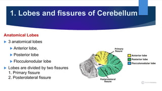 1. Lobes and fissures of Cerebellum
Anatomical Lobes
 3 anatomical lobes
 Anterior lobe,
 Posterior lobe
 Flocculonodular lobe
 Lobes are divided by two fissures
1. Primary fissure
2. Posterolateral fissure
 