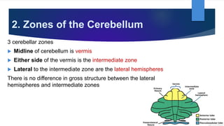 2. Zones of the Cerebellum
3 cerebellar zones
 Midline of cerebellum is vermis
 Either side of the vermis is the intermediate zone
 Lateral to the intermediate zone are the lateral hemispheres
There is no difference in gross structure between the lateral
hemispheres and intermediate zones
 