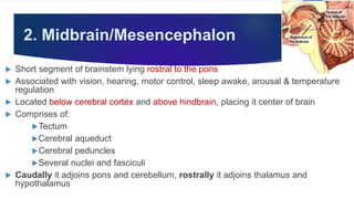 2. Midbrain/Mesencephalon
 Short segment of brainstem lying rostral to the pons
 Associated with vision, hearing, motor control, sleep awake, arousal & temperature
regulation
 Located below cerebral cortex and above hindbrain, placing it center of brain
 Comprises of:
Tectum
Cerebral aqueduct
Cerebral peduncles
Several nuclei and fasciculi
 Caudally it adjoins pons and cerebellum, rostrally it adjoins thalamus and
hypothalamus
 