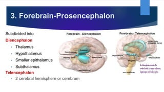 3. Forebrain-Prosencephalon
Subdivided into
Diencephalon
• Thalamus
• Hypothalamus
• Smaller epithalamus
• Subthalamus
Telencephalon
• 2 cerebral hemisphere or cerebrum
 