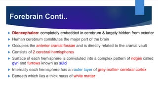 Forebrain Conti..
 Diencephalon: completely embedded in cerebrum & largely hidden from exterior
 Human cerebrum constitutes the major part of the brain
 Occupies the anterior cranial fossae and is directly related to the cranial vault
 Consists of 2 cerebral hemispheres
 Surface of each hemisphere is convoluted into a complex pattern of ridges called
gyri and furrows known as sulci
 Internally each hemisphere has an outer layer of grey matter- cerebral cortex
 Beneath which lies a thick mass of white matter
 