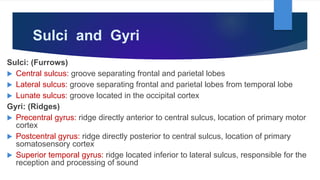 Sulci and Gyri
Sulci: (Furrows)
 Central sulcus: groove separating frontal and parietal lobes
 Lateral sulcus: groove separating frontal and parietal lobes from temporal lobe
 Lunate sulcus: groove located in the occipital cortex
Gyri: (Ridges)
 Precentral gyrus: ridge directly anterior to central sulcus, location of primary motor
cortex
 Postcentral gyrus: ridge directly posterior to central sulcus, location of primary
somatosensory cortex
 Superior temporal gyrus: ridge located inferior to lateral sulcus, responsible for the
reception and processing of sound
 