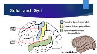 Sulci and Gyri
Lunate Sulcus
 