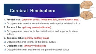 Cerebral Hemisphere
1. Frontal lobe: (premotor cortex, frontal eye field, motor speech area)
 Occupies area anterior to central sulcus and superior to lateral sulcus
2. Parietal lobe: (primary somesthetic area)
 Occupies area posterior to the central sulcus and superior to lateral
sulcus
3. Temporal lobe: (primary auditory area)
 Occupies the area inferior to the lateral sulcus
4. Occipital lobe: (primary visual area)
 Occupies the small area behind the parieto-occipital sulcus
 