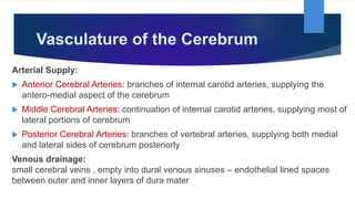 Vasculature of the Cerebrum
Arterial Supply:
 Anterior Cerebral Arteries: branches of internal carotid arteries, supplying the
antero-medial aspect of the cerebrum
 Middle Cerebral Arteries: continuation of internal carotid arteries, supplying most of
lateral portions of cerebrum
 Posterior Cerebral Arteries: branches of vertebral arteries, supplying both medial
and lateral sides of cerebrum posteriorly
Venous drainage:
small cerebral veins , empty into dural venous sinuses – endothelial lined spaces
between outer and inner layers of dura mater
 