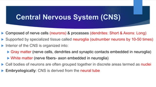 Central Nervous System (CNS)
 Composed of nerve cells (neurons) & processes (dendrites: Short & Axons: Long)
 Supported by specialized tissue called neuroglia (outnumber neurons by 10-50 times)
 Interior of the CNS is organized into:
 Gray matter (nerve cells, dendrites and synaptic contacts embedded in neuroglia)
 White matter (nerve fibers- axon embedded in neuroglia)
 Cell bodies of neurons are often grouped together in discrete areas termed as nuclei
 Embryologically: CNS is derived from the neural tube
 