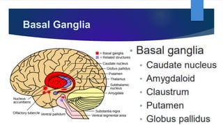 Basal Ganglia
 