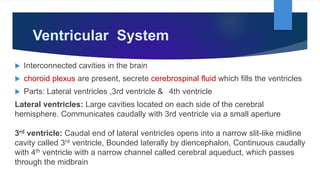 Ventricular System
 Interconnected cavities in the brain
 choroid plexus are present, secrete cerebrospinal fluid which fills the ventricles
 Parts: Lateral ventricles ,3rd ventricle & 4th ventricle
Lateral ventricles: Large cavities located on each side of the cerebral
hemisphere. Communicates caudally with 3rd ventricle via a small aperture
3rd ventricle: Caudal end of lateral ventricles opens into a narrow slit-like midline
cavity called 3rd ventricle, Bounded laterally by diencephalon, Continuous caudally
with 4th ventricle with a narrow channel called cerebral aqueduct, which passes
through the midbrain
 
