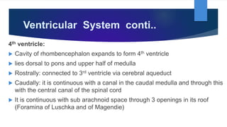 Ventricular System conti..
4th ventricle:
 Cavity of rhombencephalon expands to form 4th ventricle
 lies dorsal to pons and upper half of medulla
 Rostrally: connected to 3rd ventricle via cerebral aqueduct
 Caudally: it is continuous with a canal in the caudal medulla and through this
with the central canal of the spinal cord
 It is continuous with sub arachnoid space through 3 openings in its roof
(Foramina of Luschka and of Magendie)
 