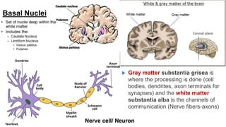 Nerve cell/ Neuron
 Gray matter substantia grisea is
where the processing is done (cell
bodies, dendrites, axon terminals for
synapses) and the white matter
substantia alba is the channels of
communication (Nerve fibers-axons)
 