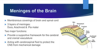 Meninges of the Brain
 Membranous coverings of brain and spinal cord
 3 layers of meninges:
Dura, Arachnoid & Pia mater
Two major functions:
 Provide a supportive framework for the cerebral
and cranial vasculature
 Acting with cerebrospinal fluid to protect the
CNS from mechanical damage
 