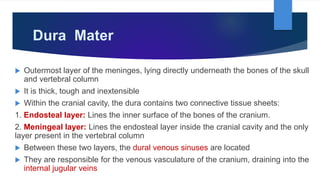 Dura Mater
 Outermost layer of the meninges, lying directly underneath the bones of the skull
and vertebral column
 It is thick, tough and inextensible
 Within the cranial cavity, the dura contains two connective tissue sheets:
1. Endosteal layer: Lines the inner surface of the bones of the cranium.
2. Meningeal layer: Lines the endosteal layer inside the cranial cavity and the only
layer present in the vertebral column
 Between these two layers, the dural venous sinuses are located
 They are responsible for the venous vasculature of the cranium, draining into the
internal jugular veins
 