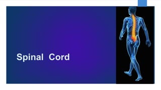 Spinal Cord
 