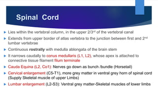 Spinal Cord
 Lies within the vertebral column, in the upper 2/3rd of the vertebral canal
 Extends from upper border of atlas vertebra to the junction between first and 2nd
lumbar vertebrae
 Continuous rostrally with medulla ablongata of the brain stem
 It narrows caudally to conus medullaris (L1, L2), whose apex is attached to
connective tissue filament filum terminale
 Cauda Equina (L2, Co1): Nerves go down as bunch /bundle (Horsetail)
 Cervical enlargement (C5-T1), more grey matter in ventral grey horn of spinal cord
(Supply Skeletal muscle of upper Limbs)
 Lumbar enlargement (L2-S3): Ventral grey matter-Skeletal muscles of lower limbs
 
