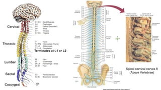 Terminates at L1 or L2
C1
Spinal cervical nerves 8
(Above Vertebrae)
 