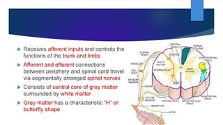  Receives afferent inputs and controls the
functions of the trunk and limbs
 Afferent and efferent connections
between periphery and spinal cord travel
via segmentally arranged spinal nerves
 Consists of central core of grey matter
surrounded by white matter
 Grey matter has a characteristic “H” or
butterfly shape
 