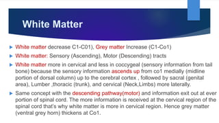White Matter
 White matter decrease C1-C01), Grey matter Increase (C1-Co1)
 White matter: Sensory (Ascending), Motor (Descending) tracts
 White matter more in cervical and less in coccygeal (sensory information from tail
bone) because the sensory information ascends up from co1 medially (midline
portion of dorsal column) up to the cerebral cortex , followed by sacral (genital
area), Lumber ,thoracic (trunk), and cervical (Neck,Limbs) more laterally.
 Same concept with the descending pathway(motor) and information exit out at ever
portion of spinal cord. The more information is received at the cervical region of the
spinal cord that’s why white matter is more in cervical region. Hence grey matter
(ventral grey horn) thickens at Co1.
 