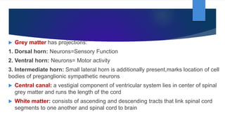  Grey matter has projections:
1. Dorsal horn: Neurons=Sensory Function
2. Ventral horn: Neurons= Motor activity
3. Intermediate horn: Small lateral horn is additionally present,marks location of cell
bodies of preganglionic sympathetic neurons
 Central canal: a vestigial component of ventricular system lies in center of spinal
grey matter and runs the length of the cord
 White matter: consists of ascending and descending tracts that link spinal cord
segments to one another and spinal cord to brain
 